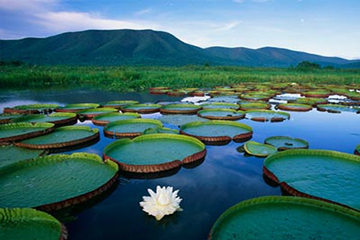 pantanal-bresil.jpg
