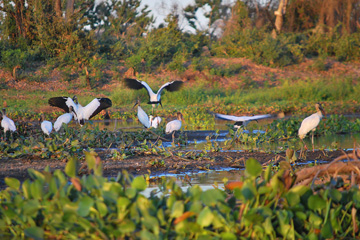 Le pantanal au Brésil