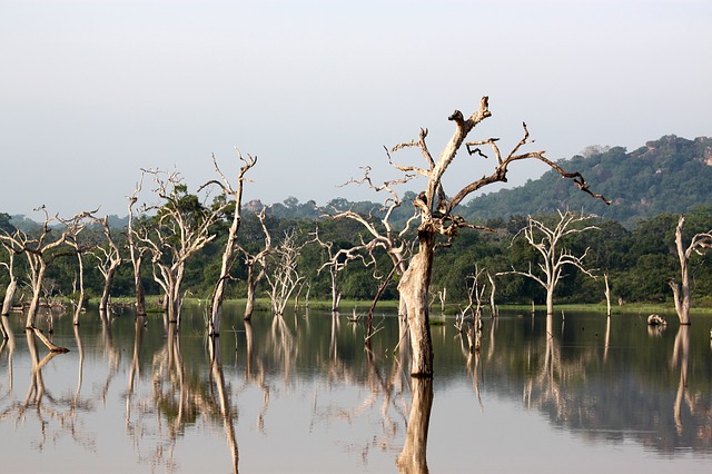 Nuwara Eliya – Yala - Tissamaharama