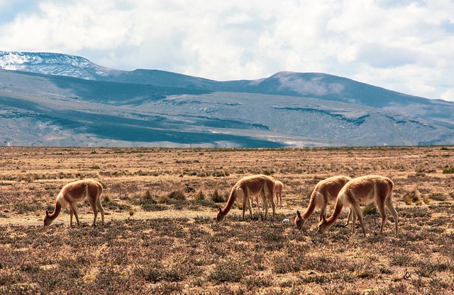 Puno - Sicuani