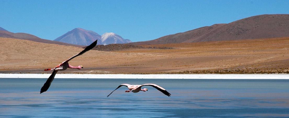 Bolivie laguna colorado