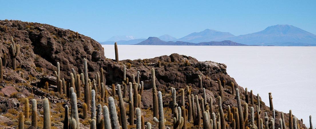 Bolivie Salar cactus