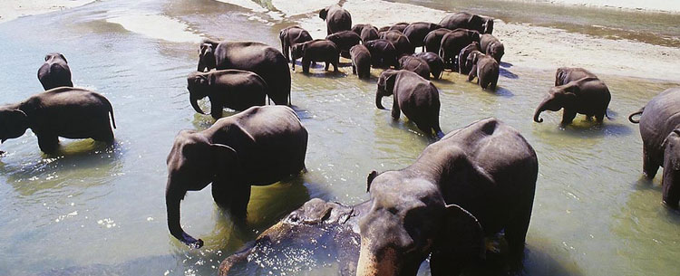 Elephants au Sri Lanka