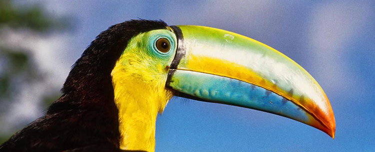 Toucan au Panama