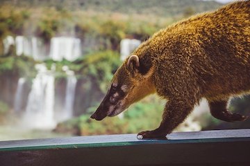 Foz do Iguaçu - visite des chutes côté brésilien - Buenos Aires