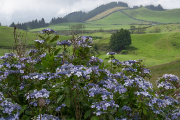 France - São Miguel