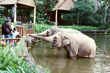 Kanchanaburi - Rencontre avec les Eléphants