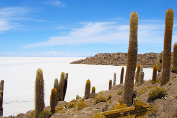 cactus-uyuni-bolivie.jpg