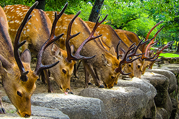 cerfs-parc-nara.jpg