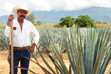 Paysan mexicain dans un champ d'agave