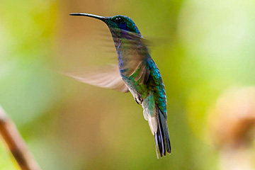 Colibri d'Équateur