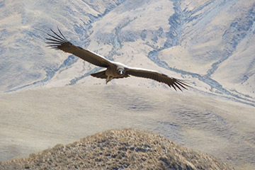 condor-salta-argentine.jpg