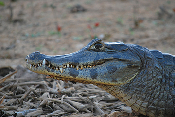 Crocodile du Pantanal