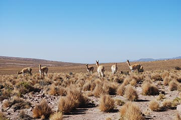 desert_de_atacama-2.jpg