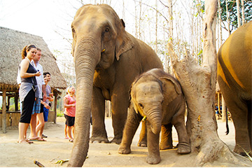 elephant-chiang-mai-2.jpg