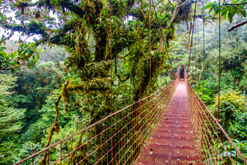 Pont suspendu dans la jungle