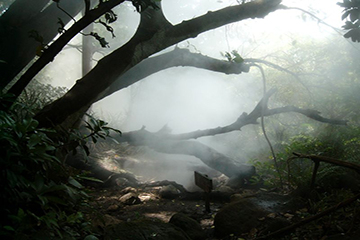 foret_nuageuse_monteverde-1.jpg