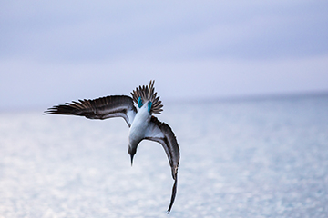 Fou à pieds bleus Galapagos