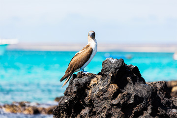 Iles Galapagos en Équateur