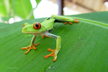 grenouille_verte_costa_rica.jpg