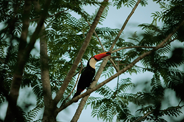 Parc aux oiseaux d'Iguacu