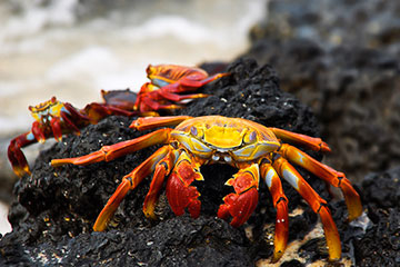 Île Bartra Galapagos