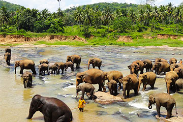 kandy-elephant.jpg
