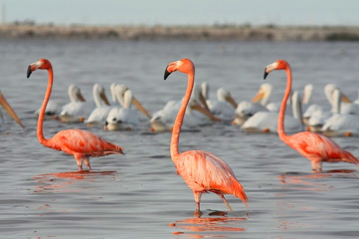 mexique_rio-lagartos-yucatan.jpg