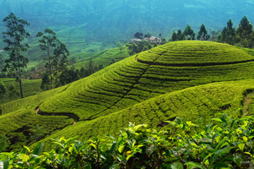 Nuwara Eliya au Sri Lanka