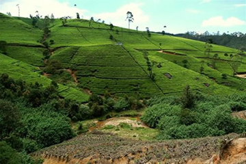 nuwara_eliya_tea_country.jpg