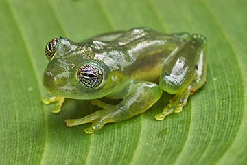 panama_grenouille_verte-1.jpg