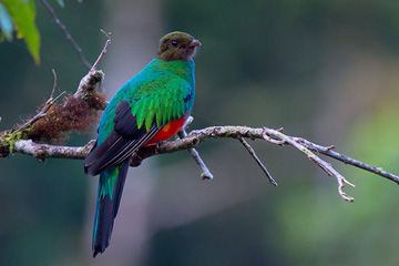 Le fameux quetzal