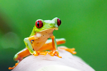 Rainette aux yeux rouge du Costa Rica