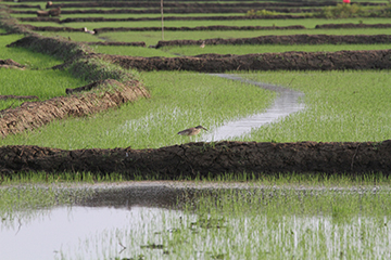 rizieres-sri-lanka.jpg