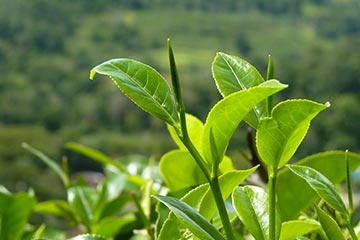 tea-sri-lanka.jpg