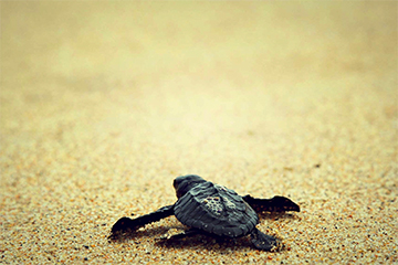 tortue-tortuguero-1.jpg