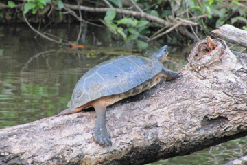 Parc national de Tortuguero