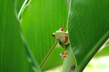 tortuguero_grenouille.jpg