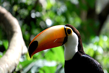 Toucan du Brésil