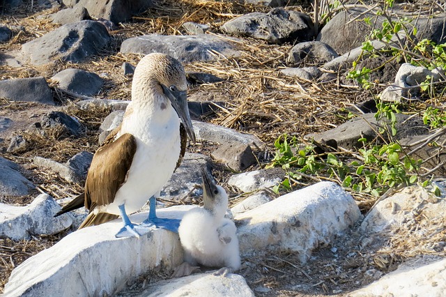 Santa Cruz - Isla Isabela : Humedales – Concha de Perla