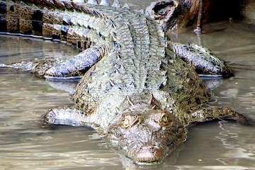 Tortuguero