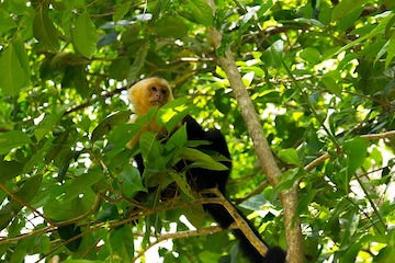 Péninsule de Osa, Parc national Corcovado - Station la Sirena