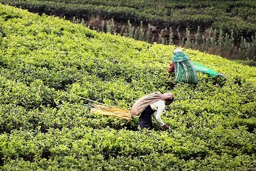 Waskaduw ou Wattala – Pilimathalawa les plantations de Thé / Kandy 