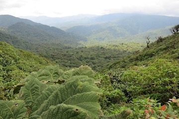 Ricon de la Vieja - Monteverde