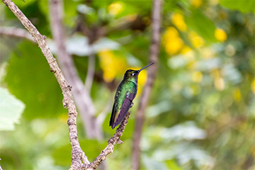 San José - Puerto Viejo de Sarapiqui - Boca Tapada