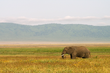 France - Arusha 