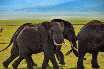 Arusha - Tarangire National Park 