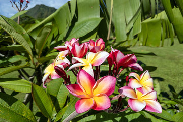 Île de Tahiti, Papeete