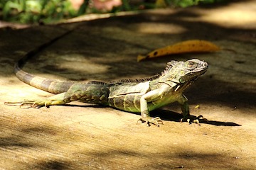 San José - Tortuguero