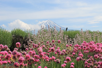 Regard sur le Japon, pays du Soleil Levant